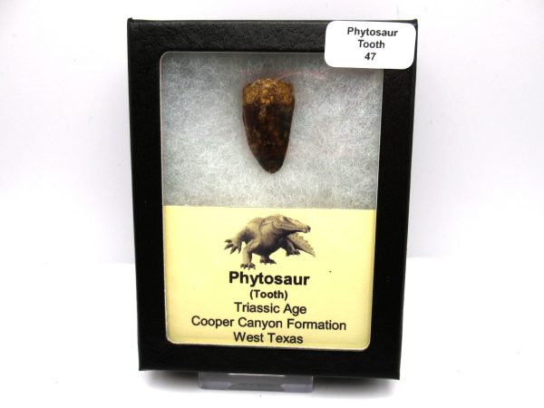 Genuine Triassic Age Phytosaur Reptile Tooth From Texas for Sale #47-1