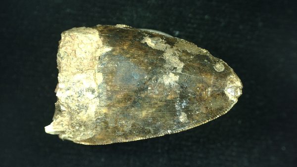 Genuine Triassic Age Phytosaur Reptile Tooth From Texas for Sale #47a