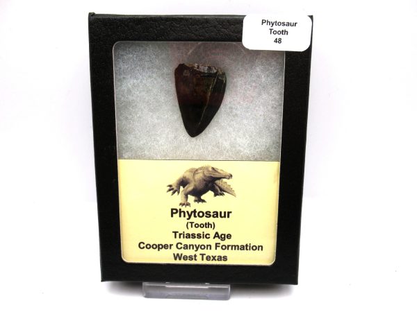 Genuine Triassic Age Phytosaur Reptile Tooth From Texas for Sale #48-1