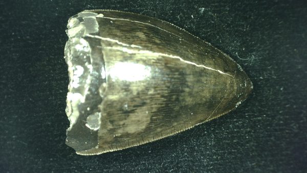 Genuine Triassic Age Phytosaur Reptile Tooth From Texas for Sale #48