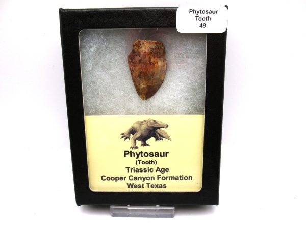 Genuine Triassic Age Phytosaur Reptile Tooth From Texas for Sale #49-1