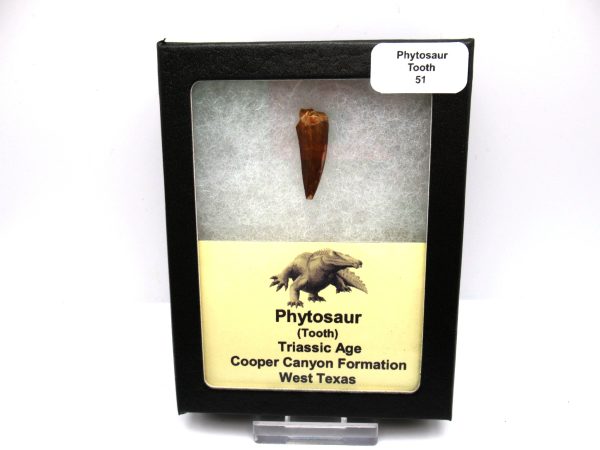 Genuine Triassic Age Phytosaur Reptile Tooth From Texas for Sale #51