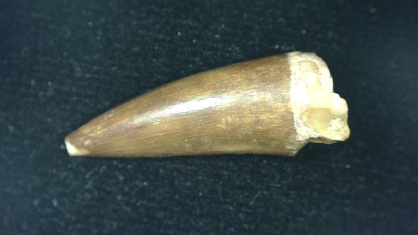 Genuine Triassic Age Phytosaur Reptile Tooth From Texas for Sale #51a