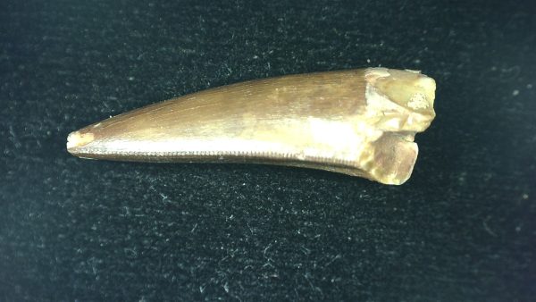 Genuine Triassic Age Phytosaur Reptile Tooth From Texas for Sale #51c