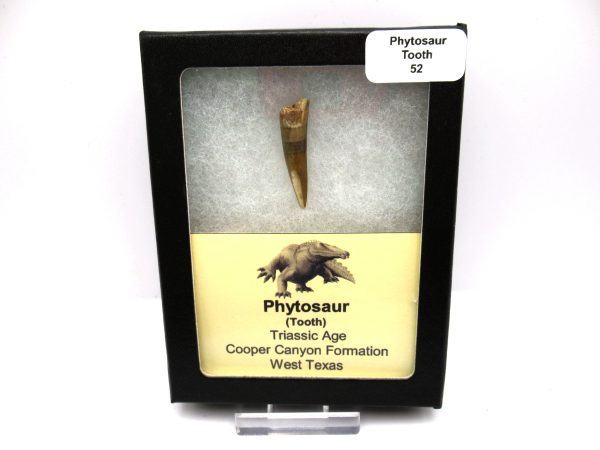 Genuine Triassic Age Phytosaur Reptile Tooth From Texas for Sale #52