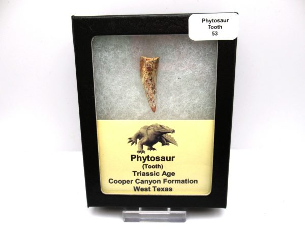 Genuine Triassic Age Phytosaur Reptile Tooth From Texas for Sale #53