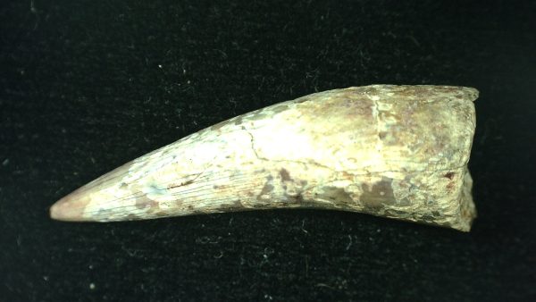 Genuine Triassic Age Phytosaur Reptile Tooth From Texas for Sale #53a