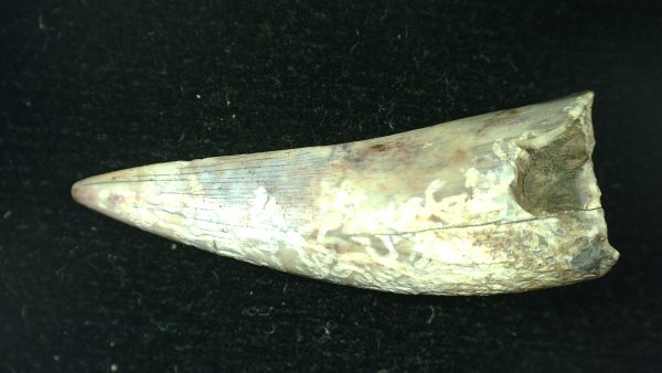 Genuine Triassic Age Phytosaur Reptile Tooth From Texas for Sale #53b