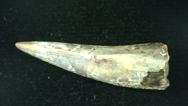 Genuine Triassic Age Phytosaur Reptile Tooth From Texas for Sale #53c