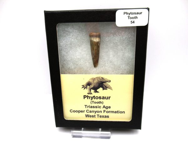 Genuine Triassic Age Phytosaur Reptile Tooth From Texas for Sale #54