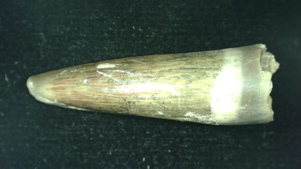 Genuine Triassic Age Phytosaur Reptile Tooth From Texas for Sale #54a