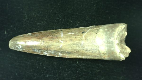 Genuine Triassic Age Phytosaur Reptile Tooth From Texas for Sale #54b