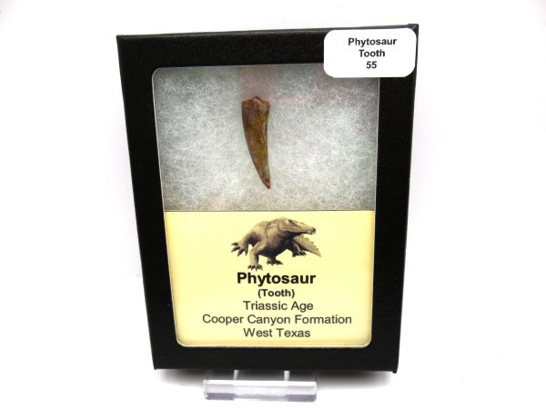 Genuine Triassic Age Phytosaur Reptile Tooth From Texas for Sale #55