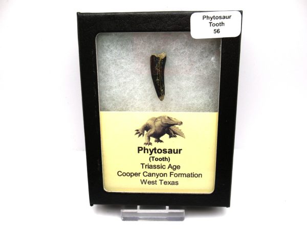 Genuine Triassic Age Phytosaur Reptile Tooth From Texas for Sale #56