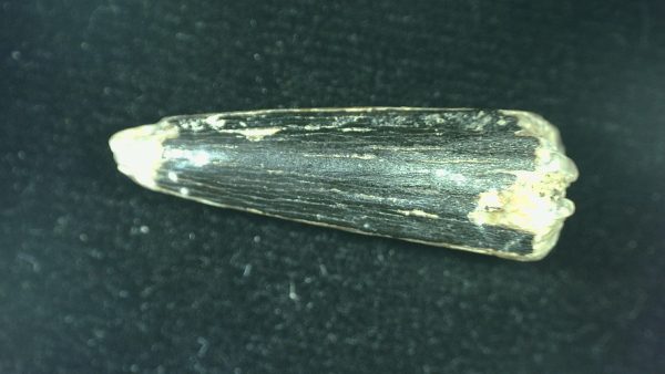 Genuine Triassic Age Phytosaur Reptile Tooth From Texas for Sale #56b