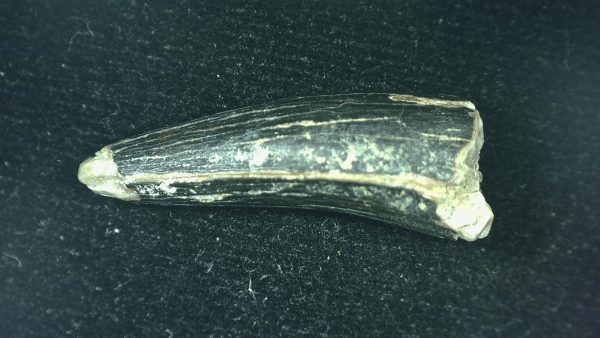 Genuine Triassic Age Phytosaur Reptile Tooth From Texas for Sale #56c