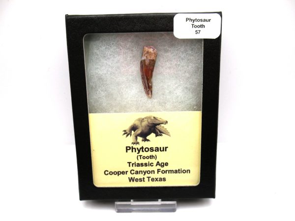 Genuine Triassic Age Phytosaur Reptile Tooth From Texas for Sale #57