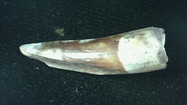 Genuine Triassic Age Phytosaur Reptile Tooth From Texas for Sale #57a