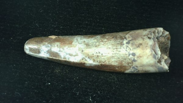 Genuine Triassic Age Phytosaur Reptile Tooth From Texas for Sale #57c