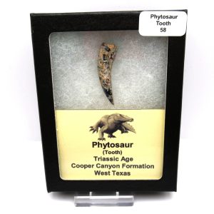 Genuine Triassic Age Phytosaur Reptile Tooth From Texas for Sale #58