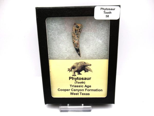 Genuine Triassic Age Phytosaur Reptile Tooth From Texas for Sale #58