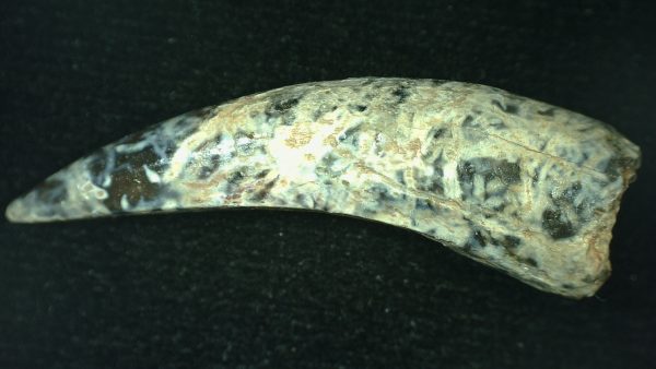 Genuine Triassic Age Phytosaur Reptile Tooth From Texas for Sale #58a