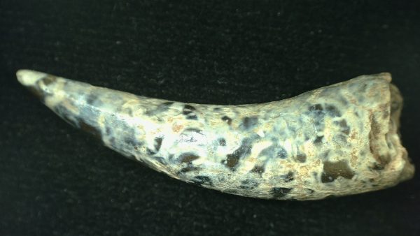 Genuine Triassic Age Phytosaur Reptile Tooth From Texas for Sale #58b