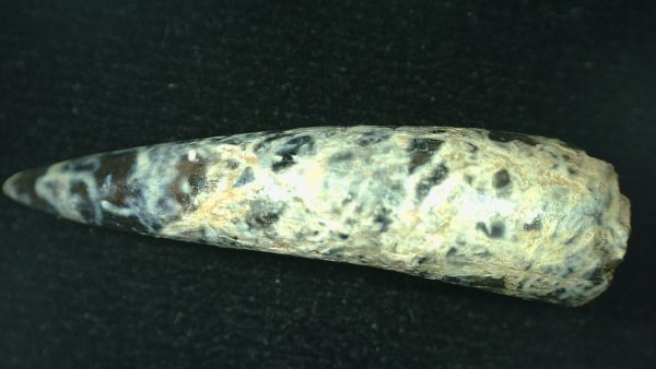 Genuine Triassic Age Phytosaur Reptile Tooth From Texas for Sale #58c