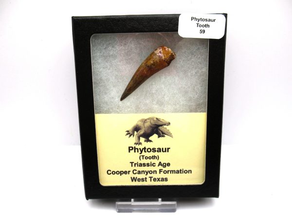 Genuine Triassic Age Phytosaur Reptile Tooth From Texas for Sale #59