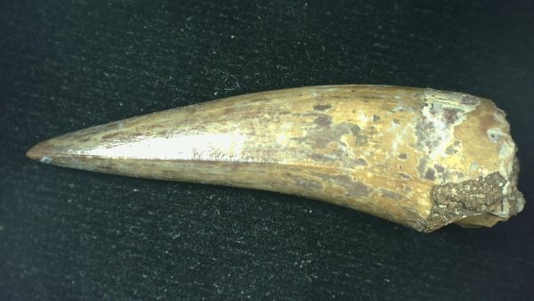 Genuine Triassic Age Phytosaur Reptile Tooth From Texas for Sale #59c