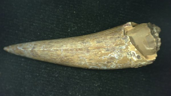 Genuine Triassic Age Phytosaur Reptile Tooth From Texas for Sale #59d