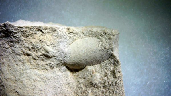 Genuine Oligocene Turtle Egg in Matrix From Wyoming For Sale #1