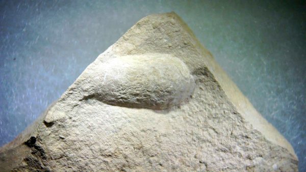 Genuine Oligocene Turtle Egg in Matrix From Wyoming For Sale #2