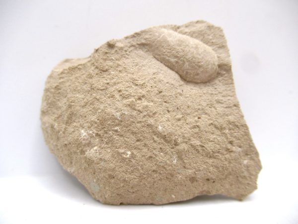 Genuine Oligocene Turtle Egg in Matrix From Wyoming For Sale #2a