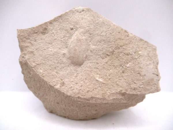 Genuine Oligocene Turtle Egg in Matrix From Wyoming For Sale #3a