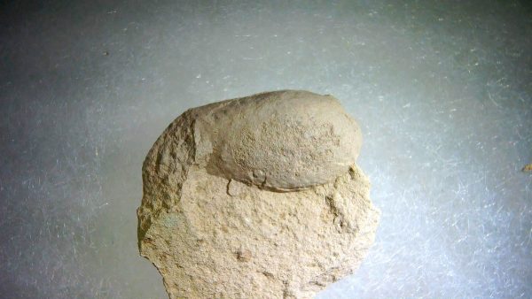 Genuine Oligocene Turtle Egg in Matrix From Wyoming For Sale #6