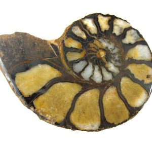 Ammonites (Cephalopods)