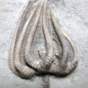 Crinoid Fossils