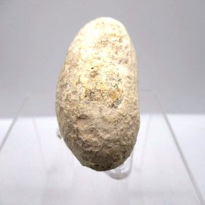 Fossil Eggs