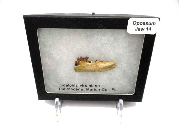 Genuine Pleistocene Age Opossum Jaw Fossil For Sale from Florida #14