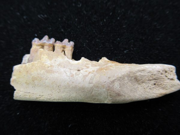 Genuine Pleistocene Age Opossum Jaw Fossil For Sale from Florida #14a