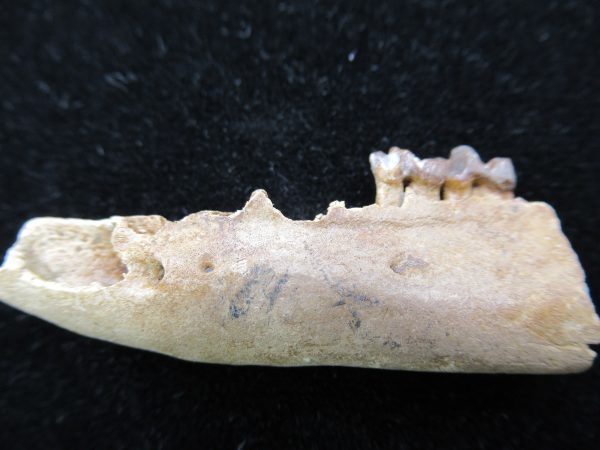 Genuine Pleistocene Age Opossum Jaw Fossil For Sale from Florida #14b