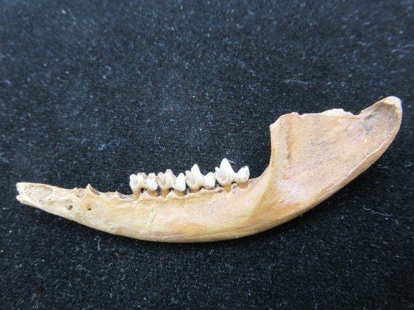 Genuine Pleistocene Age Opossum Jaw Fossil For Sale from Florida #15a