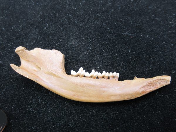 Genuine Pleistocene Age Opossum Jaw Fossil For Sale from Florida #15b