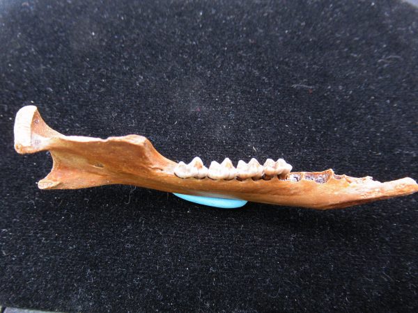 Genuine Pleistocene Age Opossum Jaw Fossil For Sale from Florida #15c