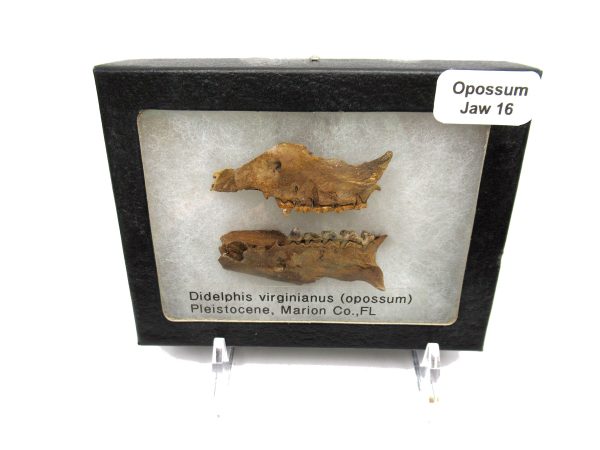 Genuine Pleistocene Age Opossum Jaw Fossil For Sale from Florida #16