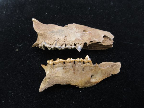 Genuine Pleistocene Age Opossum Jaw Fossil For Sale from Florida #16a