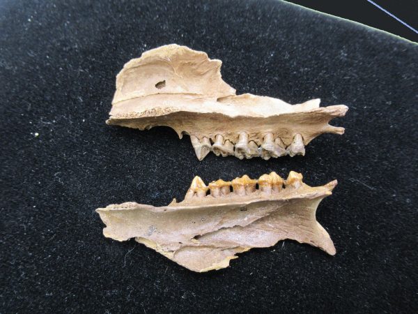 Genuine Pleistocene Age Opossum Jaw Fossil For Sale from Florida #16b