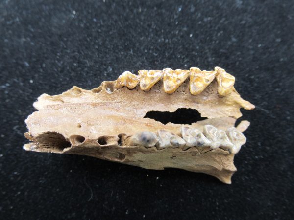 Genuine Pleistocene Age Opossum Jaw Fossil For Sale from Florida #16c