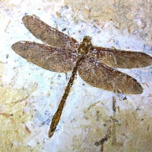 Fossil Insects